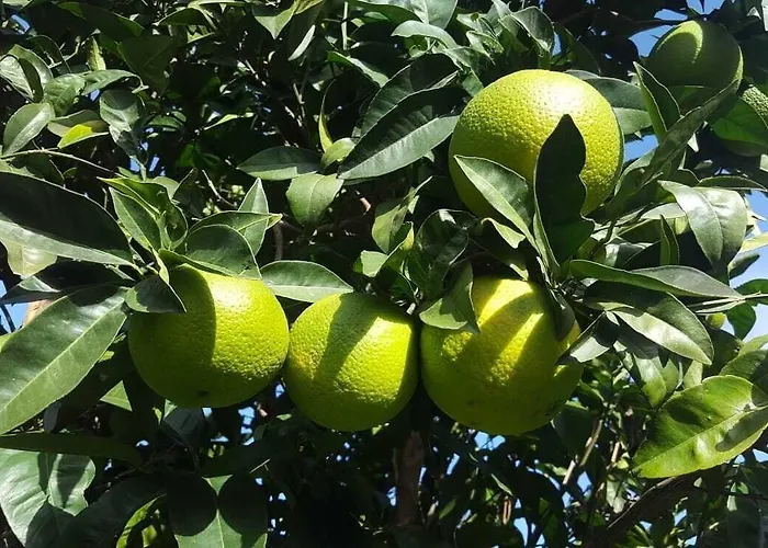 Casale Degli Ulivi 住宿加早餐酒店 Cirò Marina