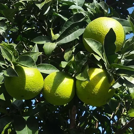 Casale Degli Ulivi Frühstückspension Cirò Marina